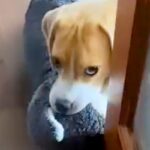 『おい、遊べ』と圧をかけてくる犬→毎回ひょっこりと出てきて…可愛すぎる『登場の仕方』が621万再生「たまらない」「エンドレスに見れる」(ブログ)