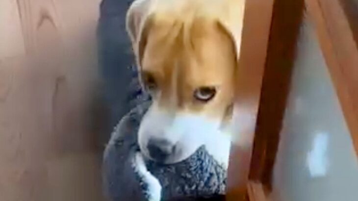 『おい、遊べ』と圧をかけてくる犬→毎回ひょっこりと出てきて…可愛すぎる『登場の仕方』が621万再生「たまらない」「エンドレスに見れる」(ブログ)