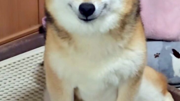 40分だけ、犬に『お留守番』を頼んだ結果→帰宅後の顔が…反則級に可愛い『まさかの表情』が24万再生「天使すぎる」「口角上がってる」と悶絶(ブログ)