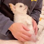 パパの膝の上にいるチワワ→話しかけてみると…上目遣いで見せた『悶絶級のお返事』が尊いと181万再生「舌チロ可愛すぎ…」「会話できてる」(ブログ)