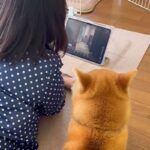 タブレットを一緒に見る女の子と犬→まるで本当の姉妹のような『平和な光景』に反響「ちゃんと見てるの可愛い」「後ろ姿が家族って感じ」と絶賛(ブログ)