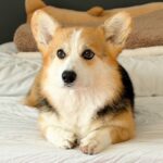 『同じ犬なんだけど…』遊んでいる時と普段の時を比べた結果→アニメキャラのような『変貌っぷり』に反響「ヒャッハー犬ｗｗ」「別の生き物で草」(ブログ)