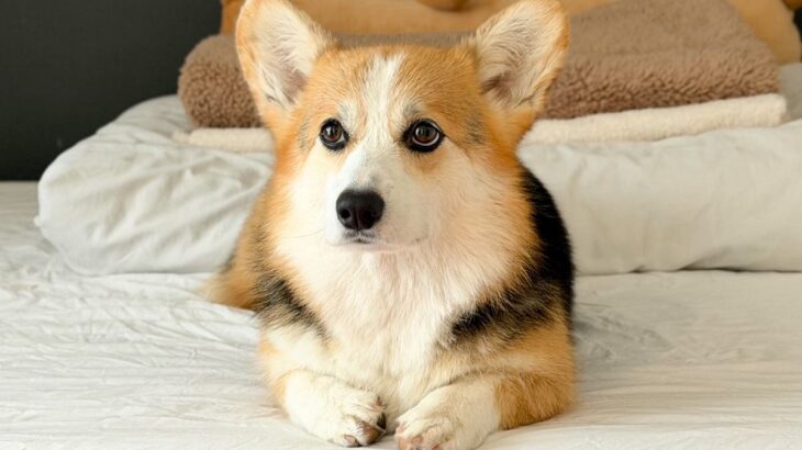 『同じ犬なんだけど…』遊んでいる時と普段の時を比べた結果→アニメキャラのような『変貌っぷり』に反響「ヒャッハー犬ｗｗ」「別の生き物で草」(ブログ)