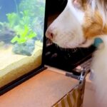 水槽を新しいものにした結果、犬がジーッと見つめて…まるで水族館の子どものような『可愛すぎる光景』が11万再生「平和だ…」「楽しそう」(ブログ)