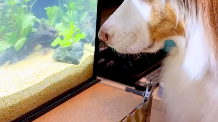 水槽を新しいものにした結果、犬がジーッと見つめて…まるで水族館の子どものような『可愛すぎる光景』が11万再生「平和だ…」「楽しそう」(ブログ)