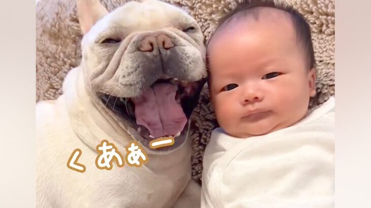 赤ちゃんの横で、犬が『大きなあくび』をした結果→影響を受けてしまい…あまりにも尊い光景が179万再生「最高に可愛い」「なにこの幸せ空間」(ブログ)