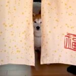 『お散歩拒否』する犬→見かねたおじいちゃんおばあちゃんが…まさかの『お年寄りの知恵』で対抗する光景が19万再生「コントで草」「可愛いｗ」(ブログ)