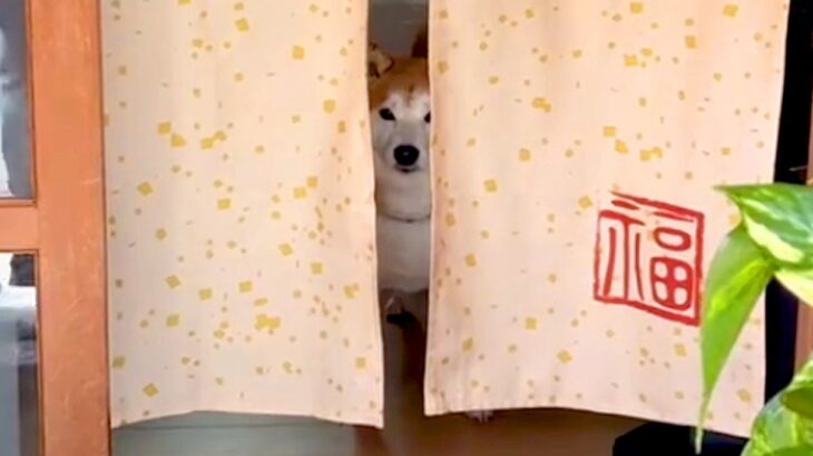 『お散歩拒否』する犬→見かねたおじいちゃんおばあちゃんが…まさかの『お年寄りの知恵』で対抗する光景が19万再生「コントで草」「可愛いｗ」(ブログ)