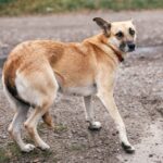 犬が『臆病になってしまう』タブー行為5つ　ビビりな性格に育つ要因とは？(ブログ)