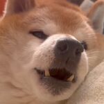 寝たきりのおじいちゃん犬→帰省した姉が『名前』を呼んだ結果…思わず涙が出る『表情の変化』が9万再生「ものすごく愛を感じる」「良い顔…」(ブログ)