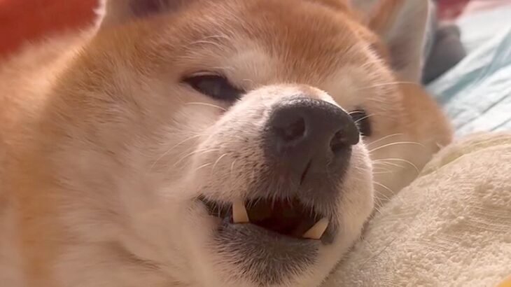 寝たきりのおじいちゃん犬→帰省した姉が『名前』を呼んだ結果…思わず涙が出る『表情の変化』が9万再生「ものすごく愛を感じる」「良い顔…」(ブログ)