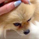 寂しそうな顔の元繁殖犬→1年間、一緒に暮らしたら…思わず泣けてくる『現在の表情』に反響「顔つきが全然違う」「素敵なママに出会ったね」(ブログ)