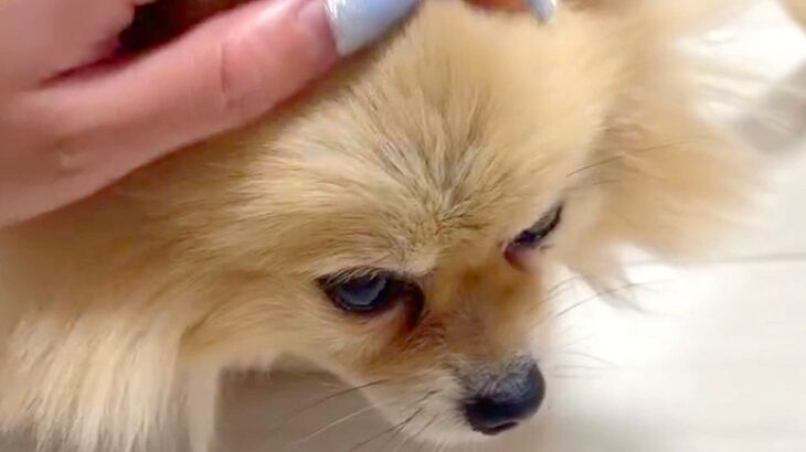 寂しそうな顔の元繁殖犬→1年間、一緒に暮らしたら…思わず泣けてくる『現在の表情』に反響「顔つきが全然違う」「素敵なママに出会ったね」(ブログ)