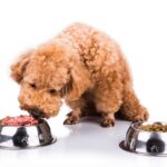 「生食」は本当に犬に必要？科学的に見た「メリット・デメリット」を獣医が徹底比較(ブログ)