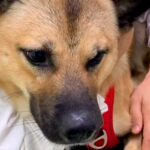 注射を打つために病院へやってきた元野犬→緊張していたら、獣医師が…お見事なフォローが105万再生「優しい獣医さん」「私もして欲しいｗ」(ブログ)