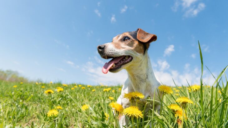 春に注意すべき『犬の熱中症』とは？危険な症状を引き起こした場合の応急処置まで(ブログ)