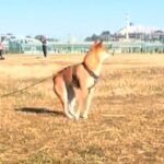 『おやつをくれる人』を発見した犬→突然立ち上がって…犬とは思えない『衝撃的な体勢』に反響「ミーアキャットｗｗ」「直立で草」「まるでAI」(ブログ)