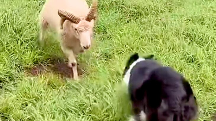 群れから離れ、攻撃的になっている羊→牧羊犬と激突して…人間顔負けな『勇敢すぎる様子』が18万再生「すごい…」「武道みたい」と称賛の声も(ブログ)