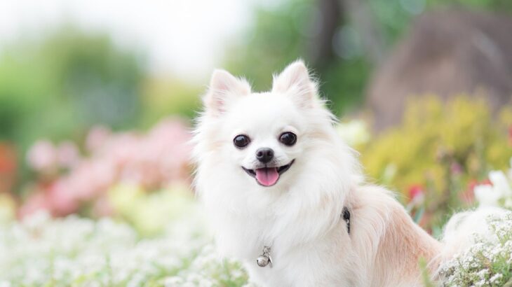 春に注意すべき『犬の病気』3つ　危険な症状や悪化させないための対策まで(ブログ)