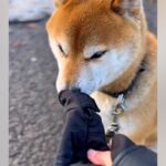 散歩中、手袋を片方落としてしまった女性→犬に探してもらった結果…称賛が相次いだ『結末』が56万再生「言葉分かってる…賢すぎる」「名探偵」(ブログ)
