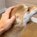 犬の頭を撫でられている手を『途中で止めてみた』結果…絶対に撫でるしかない『厳しめな行動』が26万表示「思った以上で草」「終わらないｗｗ」(ブログ)