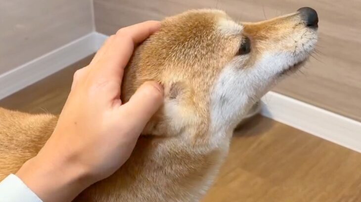犬の頭を撫でられている手を『途中で止めてみた』結果…絶対に撫でるしかない『厳しめな行動』が26万表示「思った以上で草」「終わらないｗｗ」(ブログ)