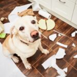 犬が『上目遣い』をする心理５選　何を考えているの？じっと見つめてきたときの注意点まで(ブログ)