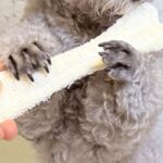 『前世はフルート奏者…？』犬におもちゃを渡してみたら、まさかの『優雅すぎる表情』に1万いいね「中に人いるでしょｗ」「音色が聞こえてくる」(ブログ)