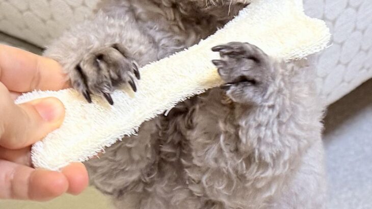 『前世はフルート奏者…？』犬におもちゃを渡してみたら、まさかの『優雅すぎる表情』に1万いいね「中に人いるでしょｗ」「音色が聞こえてくる」(ブログ)