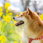 犬に絶対NGな『春の植物』５選　食べてしまったときに起こり得るトラブルとは？(ブログ)