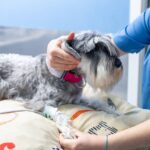 見逃されがちだけど怖い…「犬の高血圧」とは？日常の行動に潜むヒントをチェック【獣医師が解説】(ブログ)