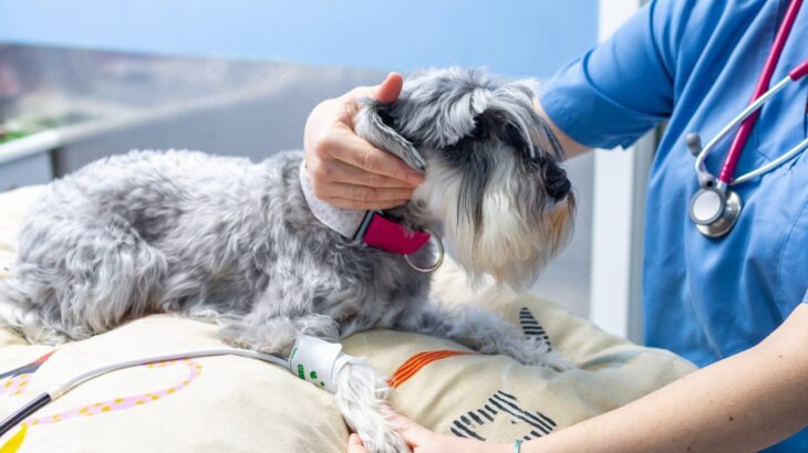 見逃されがちだけど怖い…「犬の高血圧」とは？日常の行動に潜むヒントをチェック【獣医師が解説】(ブログ)