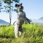 犬がやりがちな『可愛い危険行動』10選　愛犬の安全を守るために飼い主ができることまで(ブログ)