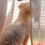 窓際で外を眺めている小型犬→ふと『足下』を見てみると…『思わず二度見する光景』が33万再生「すごいバランス力」「プルプル可愛いｗ」と反響(ブログ)