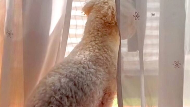 窓際で外を眺めている小型犬→ふと『足下』を見てみると…『思わず二度見する光景』が33万再生「すごいバランス力」「プルプル可愛いｗ」と反響(ブログ)