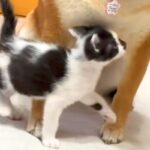 捨てられていた子猫が、犬を『お母さん』と勘違いした結果→思わず頬が緩む『尊い光景』が14万再生「困ってるけど優しいｗ」「お母さん顔」(ブログ)