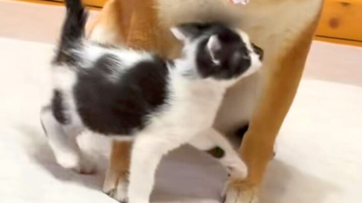 捨てられていた子猫が、犬を『お母さん』と勘違いした結果→思わず頬が緩む『尊い光景』が14万再生「困ってるけど優しいｗ」「お母さん顔」(ブログ)