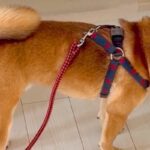 エリザベスカラーを付けられたのが不服な犬→壁に向かって…分かりやすすぎる『反抗的態度』が194万再生「全力でｗｗ」「激おこで草」と爆笑(ブログ)