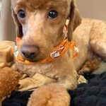 『犬を関口メンディーにしてください』とオーダーした結果→最高すぎる『髪型の仕上がり』が23万表示「吹いたｗｗ」「イケメンディー」と爆笑(ブログ)