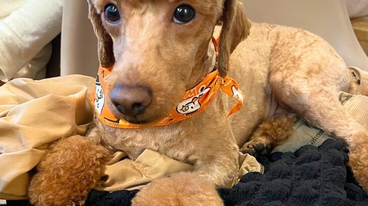 『犬を関口メンディーにしてください』とオーダーした結果→最高すぎる『髪型の仕上がり』が23万表示「吹いたｗｗ」「イケメンディー」と爆笑(ブログ)