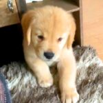 いつも脱走してしまう大型犬の赤ちゃん→クッションで道を塞いだ結果…予想外の『可愛すぎる展開』が10万再生「そこで寝る？ｗ」「最高に尊い」(ブログ)