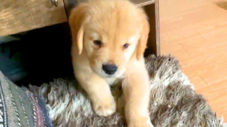 いつも脱走してしまう大型犬の赤ちゃん→クッションで道を塞いだ結果…予想外の『可愛すぎる展開』が10万再生「そこで寝る？ｗ」「最高に尊い」(ブログ)