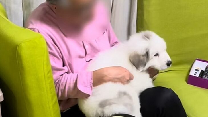 超大型の子犬を『膝の上に乗せて育てた』結果→数年後…自分の大きさ全く理解していない光景が28万再生「そのまま巨大化ｗ」「永遠の甘えん坊」(ブログ)