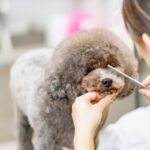 犬の『トリマー』がすぐに退職してしまう理由5選　知っておくべき厳しい現実とは？(ブログ)