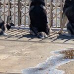 『遠回りしてでも毎日通りたい…！』ハスキー3頭の『シンクロ警備』に羨望の声「毎日挨拶行っちゃうと思う」「素敵な子たち」と30万表示の反響(ブログ)