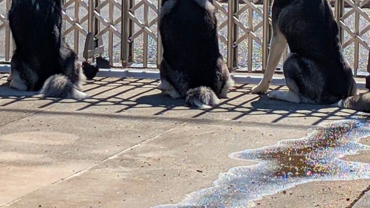 『遠回りしてでも毎日通りたい…！』ハスキー3頭の『シンクロ警備』に羨望の声「毎日挨拶行っちゃうと思う」「素敵な子たち」と30万表示の反響(ブログ)