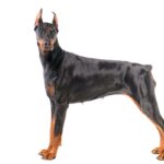 『賢い大型犬』ランキングTOP5　知能はどれぐらいあるの？お世話の注意点まで解説(ブログ)