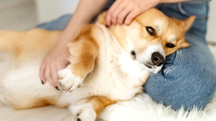 犬がみせる『寂しかった』サイン５選　愛犬が心細いと感じているときにする行動とは？(ブログ)