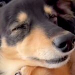 重なり合って眠る二匹の犬→寝顔を見てみると…想像を超える『衝撃の表情』が85万再生「笑いが止まらんｗｗ」「ちょっと親近感」と爆笑の声(ブログ)