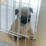 『ケージに閉じ込められた』と訴える子犬→扉を見てみると…犬生1週目すぎる『勘違い』が14万再生「人の子供みたいｗ」「凄い開いてたｗｗ」(ブログ)